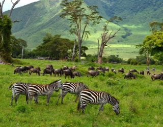 Ngorongoro-Conservation-Area-Authority