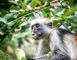 red colobus monkey Close up of red colobus monkey in the trees of Zanzibar rain forest